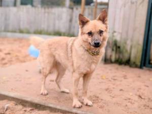 Orla - female Pomeranian Cross Photo