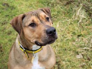 Harper - female Crossbreed Photo