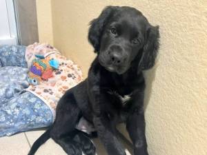 Stout - male Gordon Setter Cross Photo