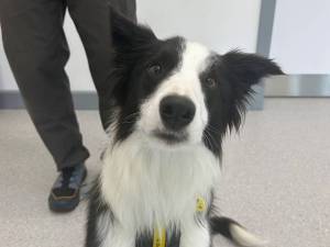 Moss - male Collie (Border) Photo