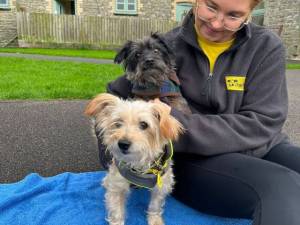Ralph &amp; Marley - male Terrier (Yorkshire) Cross Photo