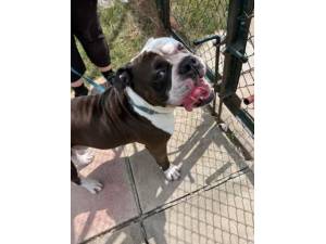 Loki - Male Bulldog Photo