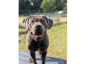 Bryn - Male Cane Corso (Italian Mastiff) Cross Photo