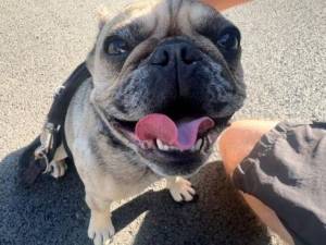 Nora  - Female French Bulldog Photo