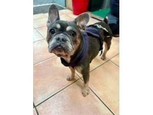 Luna - French Bulldog Photo