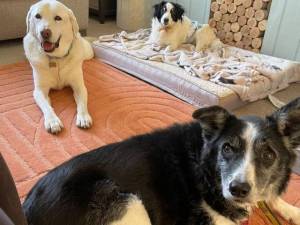 Swift - male Collie (Border) Photo