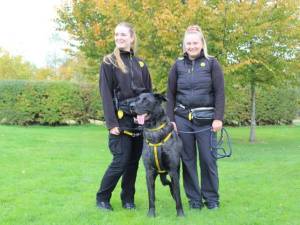 Merlin - male German Shepherd Dog Cross Photo