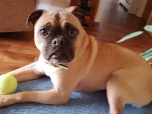 Louis - male Bulldog Cross Photo