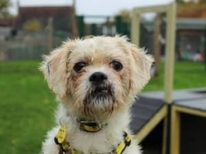 Lola - female Shih Tzu Cross Photo