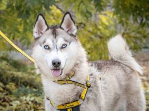 Hunter - male Siberian Husky Photo