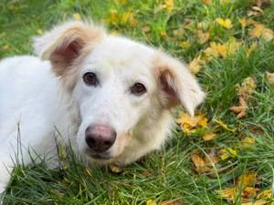 Snowy - female Caucasian Shepherd Dog Cross Photo