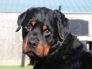 Elton - male Rottweiler Photo