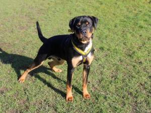 Clifford - male Rottweiler Cross Photo