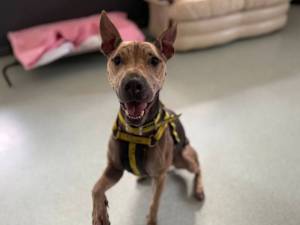 Dusty - male Terrier (Bull) Cross Photo