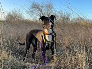 Betty spaghetti - female Lurcher Photo