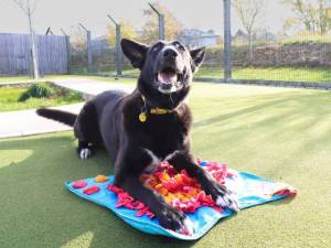 Ollie - male German Shepherd Dog Photo