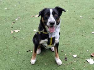 Frankie - male Collie (Border) Cross Photo