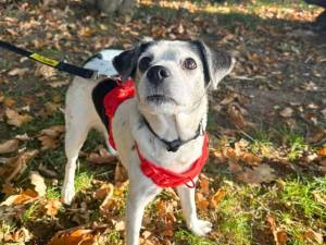 Missy - female Crossbreed Photo