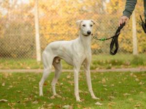 Bertram - male Lurcher Photo