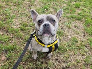 Boo - male French Bulldog Photo