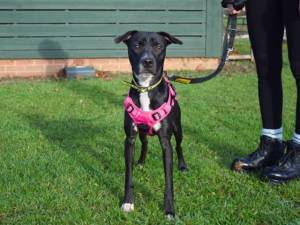Bambi - male Terrier (Staffordshire Bull) Cross Photo