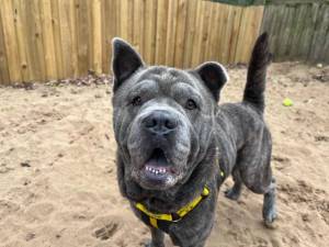 Romeo - male Chow Chow Cross Photo