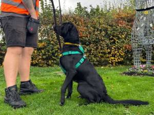 Brodie - male Collie (Border) Cross Photo