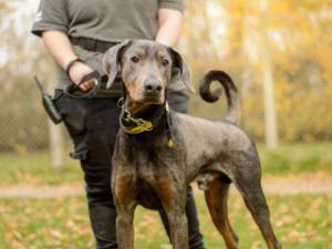 Mr Freckles - male Dobermann Photo