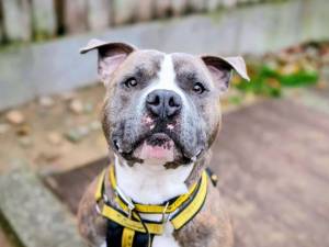Chico - male Terrier (Staffordshire Bull) Photo