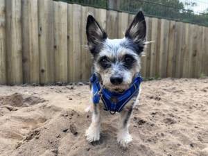 Tyler - male Terrier (Yorkshire) Cross Photo