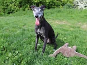 Jess - female Whippet Cross Photo