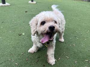 Casey - male Bichon Frise Cross Photo
