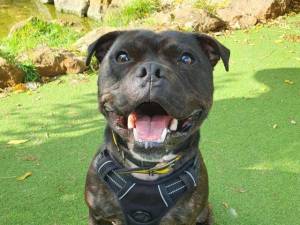 Reggie - male Terrier (Staffordshire Bull) Photo
