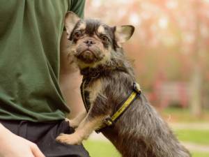 Pudding - female French Bulldog Photo