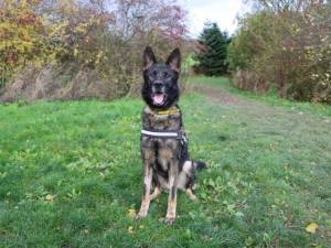 Guy - male German Shepherd Dog Photo