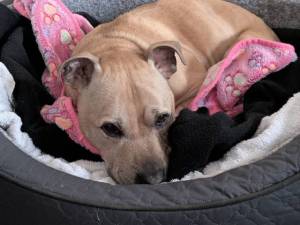 Benjamin - male Terrier (Staffordshire Bull) Photo