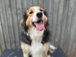 Oswald - male Collie (Border) Cross Photo