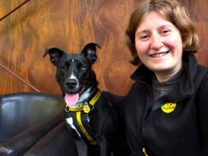 Stella - female Crossbreed Photo