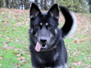 Rip - male German Shepherd Dog Cross Photo