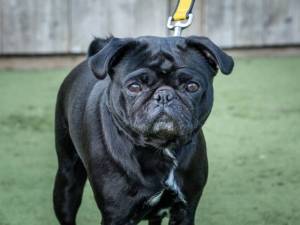 Betsie - female Pug Photo