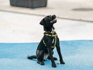 Minnie - female Terrier (Patterdale) Cross Photo