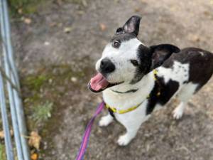 Harvey - male Crossbreed Photo