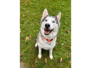 Wendy - Female Siberian Husky Photo