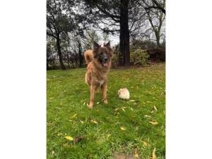 Biggie - Male German Shepherd Dog Photo
