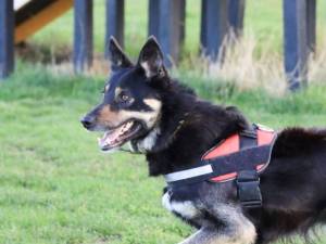 Thomas - male German Shepherd Dog Cross Photo