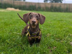 Cooper - male Dachshund (Miniature Smooth Haired) Photo