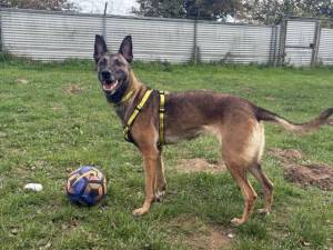 Ophelia - female Belgian Shepherd Dog (Malinois) Photo