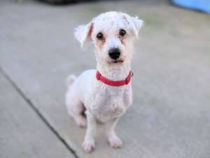 S'More - male Bichon Frise Photo