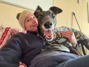 Iris - Female Greyhound Photo