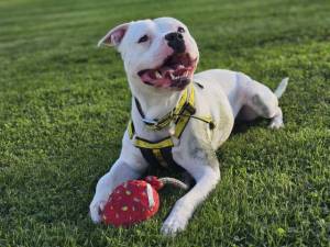 Casper - male Terrier (Staffordshire Bull) Cross Photo